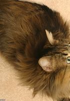 ATK Archives: Allison (Allison in amateur)