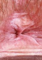 ATK Petites: Annabelle Lee (Annabelle Lee is excited to see you)