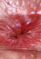 ATK Galleria: Daydream Daisy (Daydream Daisy Tight Dress Strip and Spreading)