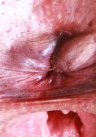 Dria Submits from ATK Natural & Hairy