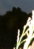 Flower in nudism, Flower (flo005) ATK Archives: Flower (Flower in nudism)