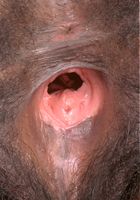 Kadia from ATK Exotics